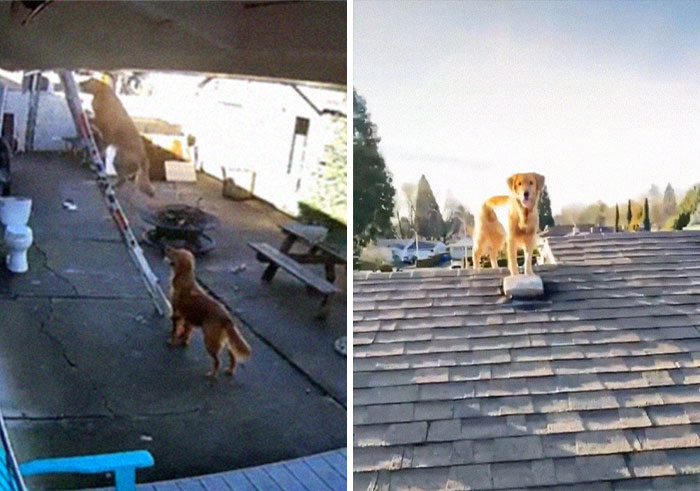 This Guy’s Security Camera Revealed How His Dog Climbed A Ladder To Get To Him On The Roof