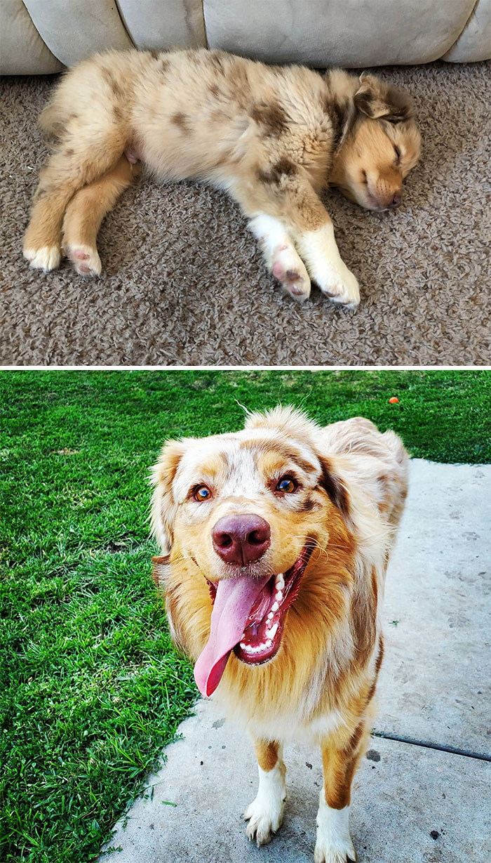 Dutch From 9 Weeks To 1 Year