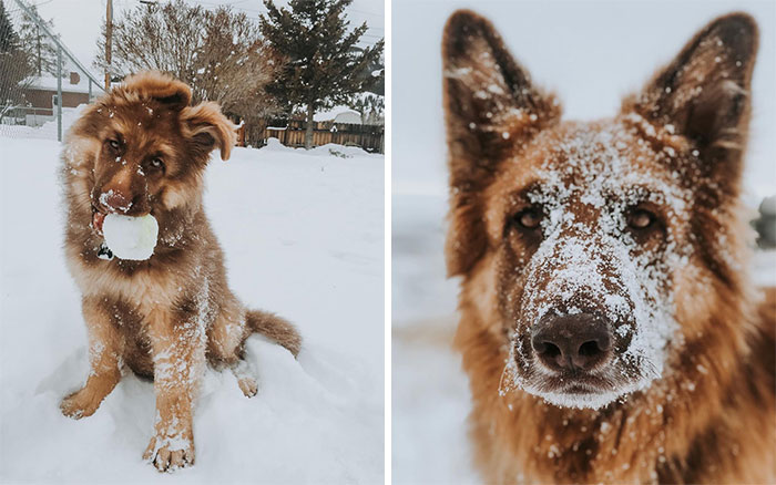 Not Much Has Changed From 3 Months Old To 4 Years Old. Full Of Love Of Fetch, Snow, And Sass