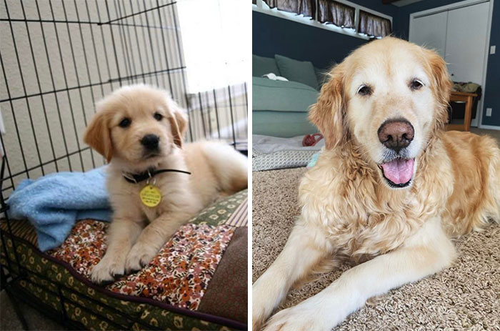 My Sweet Stella From 8 Weeks To 12 Years Old