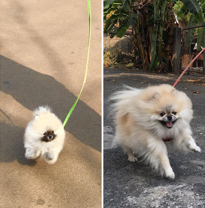 Our First Walk With Him To 3 Years Later