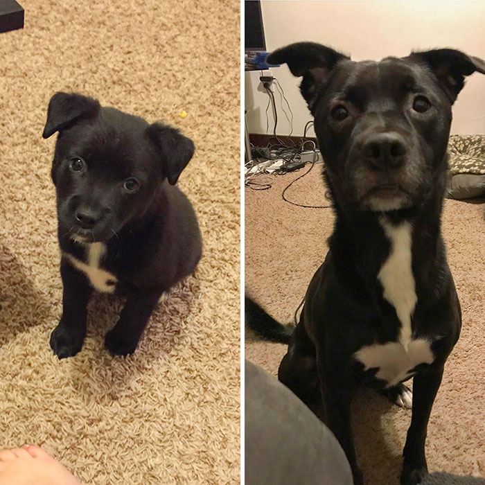 My Baby Boy Fenrir From About 6 Weeks To 4 Years