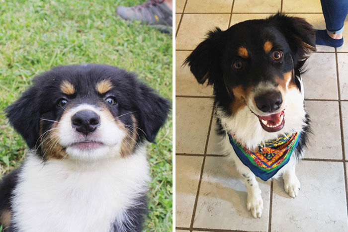 I Was So Worried About His Baby Short Snoot But He Really Grew Into His Face. 8 Weeks To 1 Year
