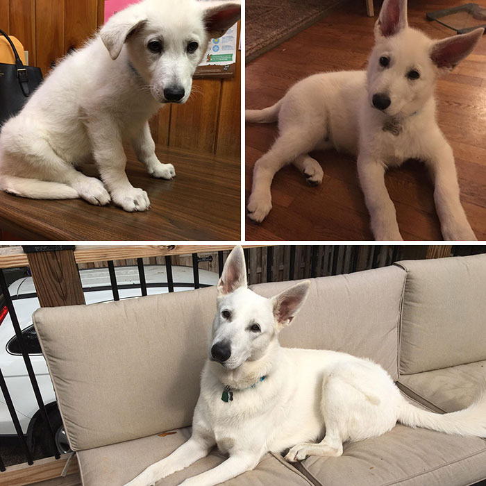 This Is Walter And It’s His First Birthday Today (White Gsd). 15 Lbs To 110 In Only 10 Months
