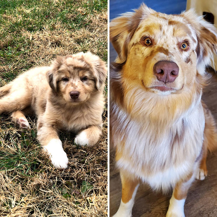 Dutch At 9 Weeks And 9 Months
