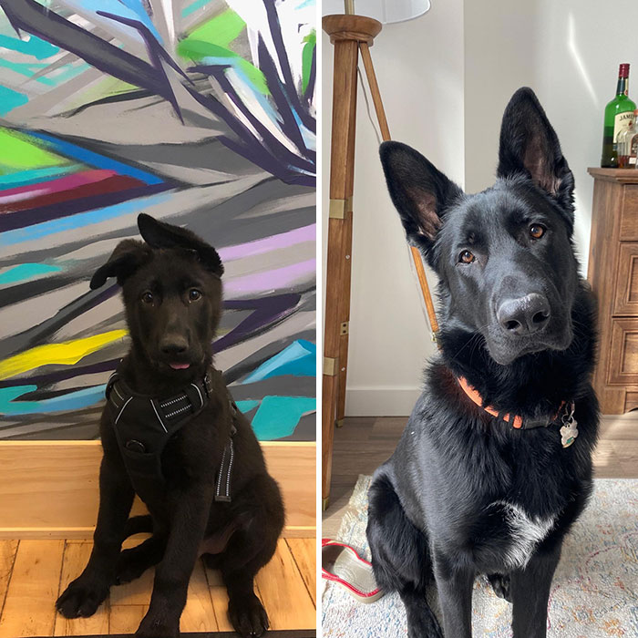 The Derpiest Transformation. Rocky Is 1 Today