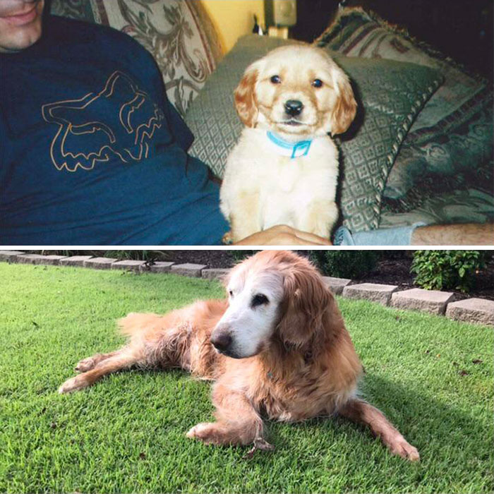 Chipper Puppy To 14 Years