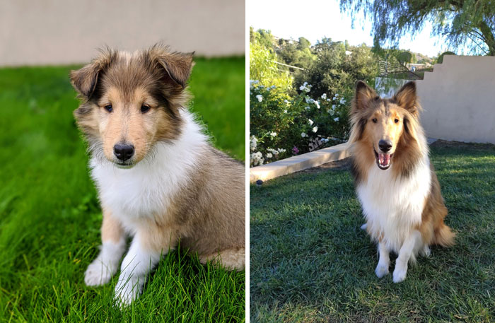 8 Weeks To 1 Year. She's Still Our Little Puppy Though