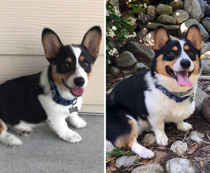 From 3 Months To 2 Years, My Corgi Ned