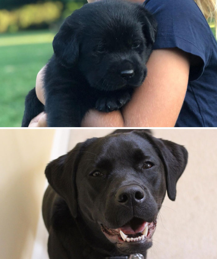 Can You Believe This Is The Same Pup? Happy First Birthday Kyra