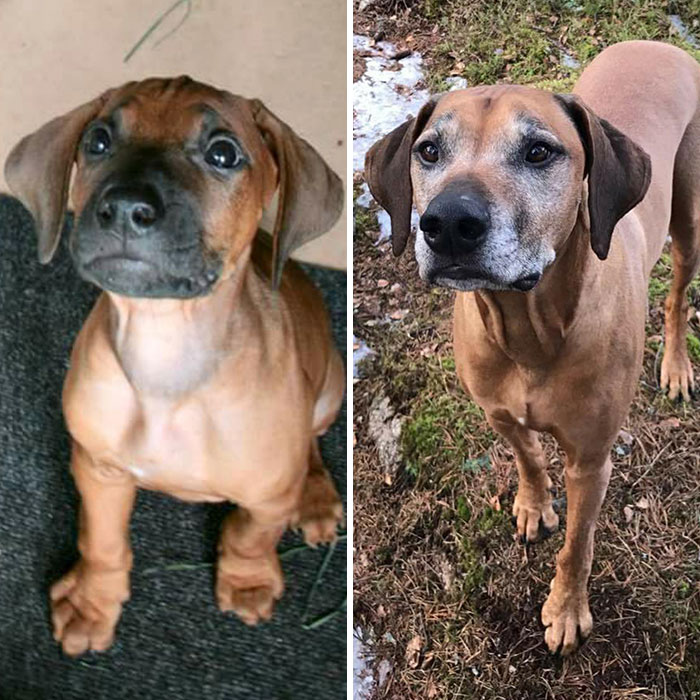 The Same Puppy Dog Eyes 7 Years Apart
