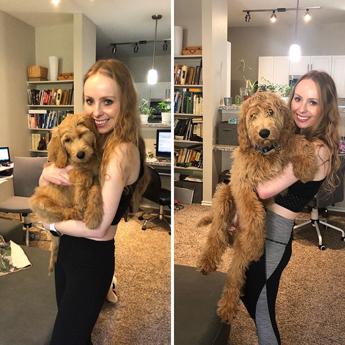 First Picture Was Taken April 7, Second Pic Was Taken Today. Chewie Grew So Much In Just 2 Months (But He Looks More Like His Namesake Now)