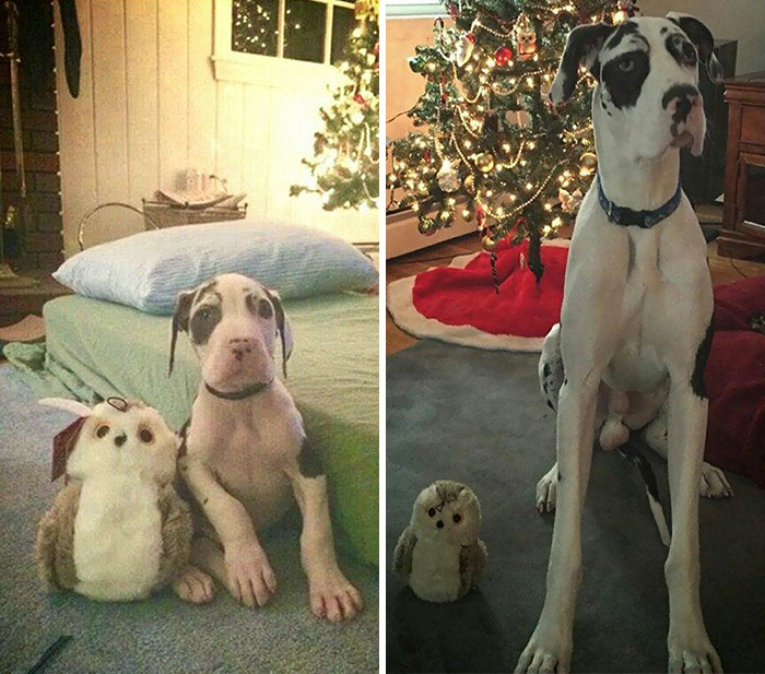 My Great Dane Puppy One Year Difference