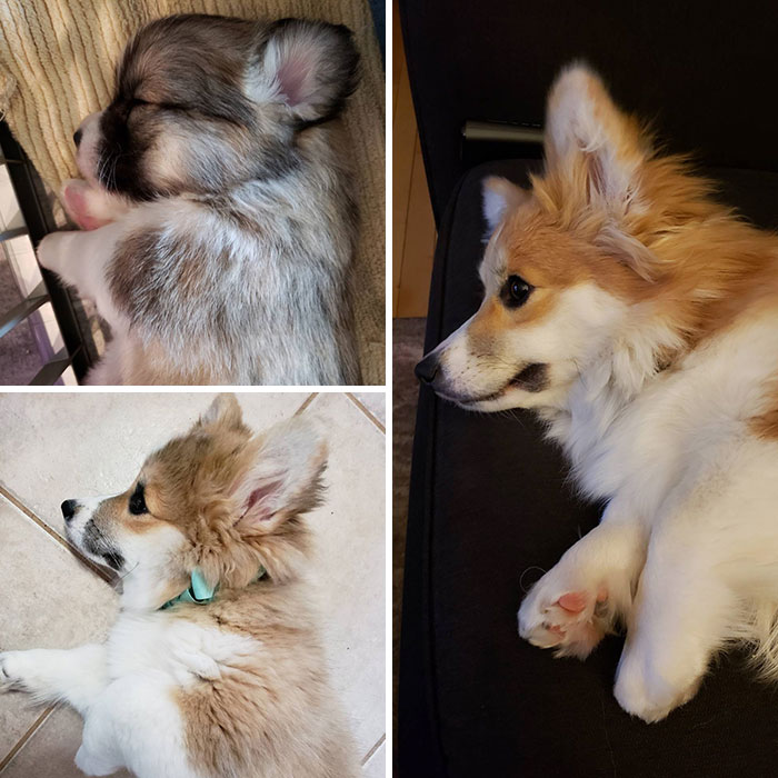 Kira: 1 Month, 4 Months, 1 Year Old (In A Few Days)