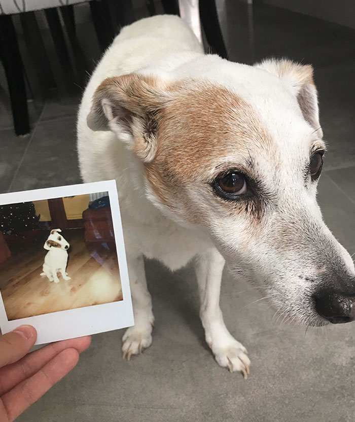 16 Years Older, A Bit More Bigger And A Bit More Grey, But Still The Same Good Boi