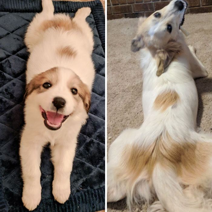 Here's Piper A Year Later Still Doing A Sploot