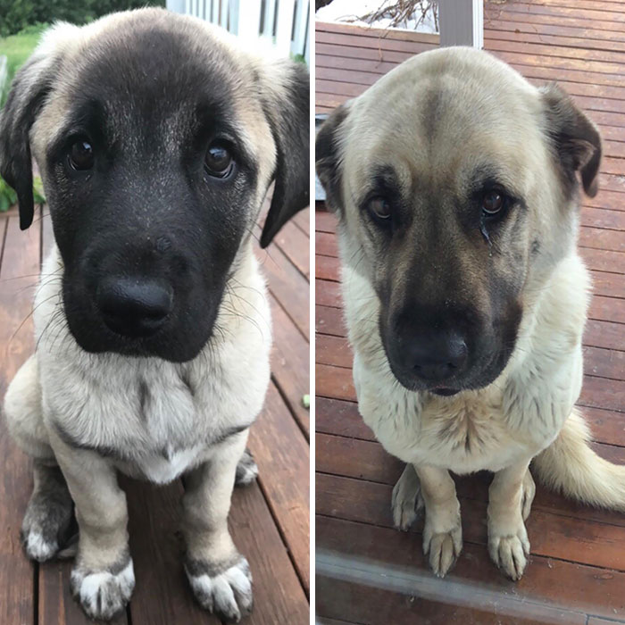 130lbs Later And She Still Has The “Puppy Dog Eyes” Look Mastered
