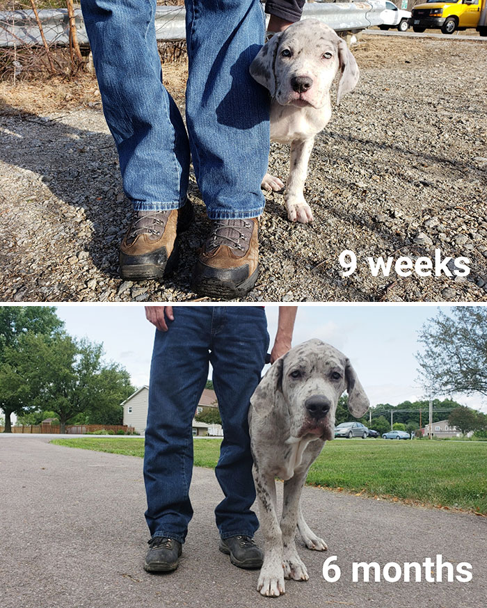 Puppers Is Growing Up: 23 Pounds To 90 Pounds In 17 Weeks