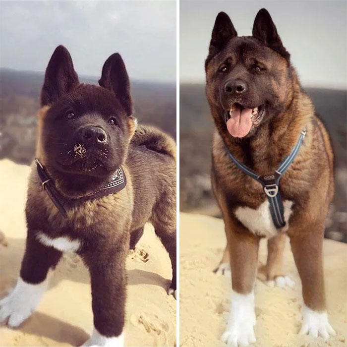 Bear Cub Grows Up To Be A... Dog