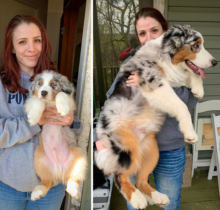 Our Puppy At 8 Weeks vs. 24 Weeks