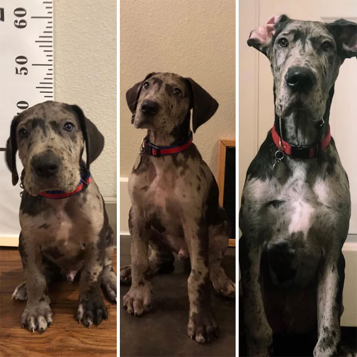 From 7 Weeks To 4.5 Months. They Grow So Fast
