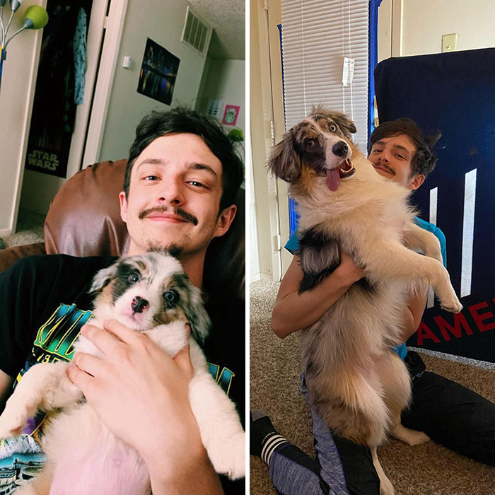 8 Weeks Old Puppy To 9 Month Old Derp