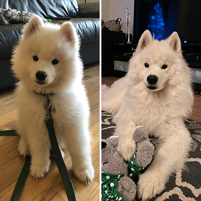 From Puppy To Bigger Puppy