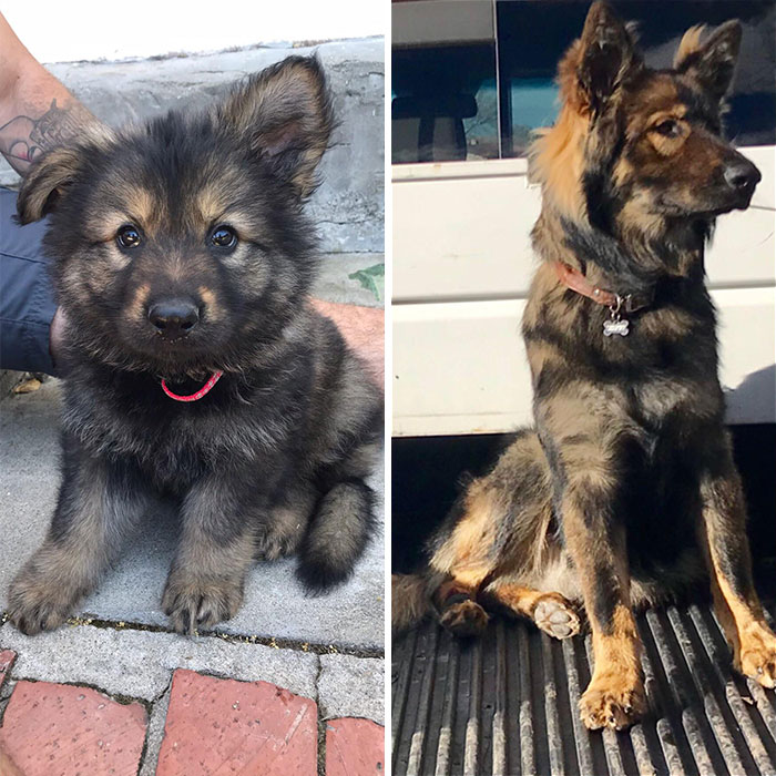 Sheriff Does A Grow. 8 Weeks To 1 Year