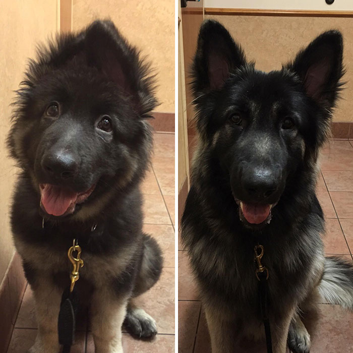 Meet Auggie Who’s Always Happy At The Vet (8 Weeks To 1 Year)