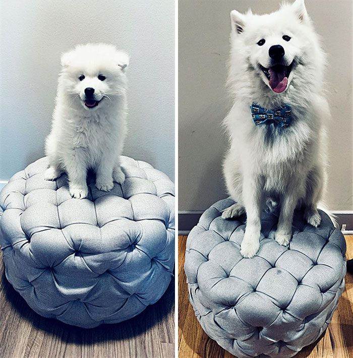 2 Months To 12 Months. We Love Our Big Floofy Samoyed Boy