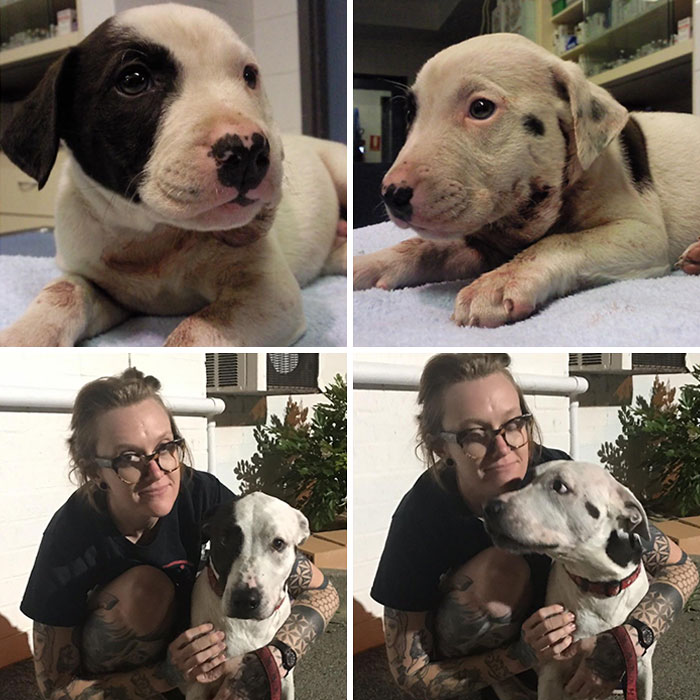 Dewey From 8 Week Old Abandoned Pup To 10 Year Old Brave Man