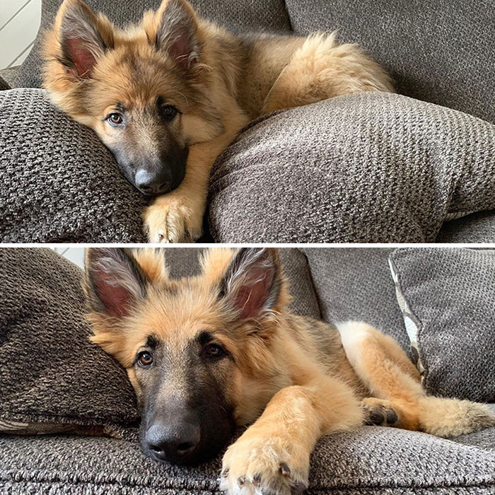From A Cute Pup To A Handsome Dog