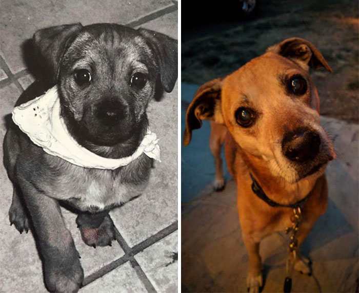 This Is Our Sweet Penny Lane! The Day She Was Adopted And 14 Years Later