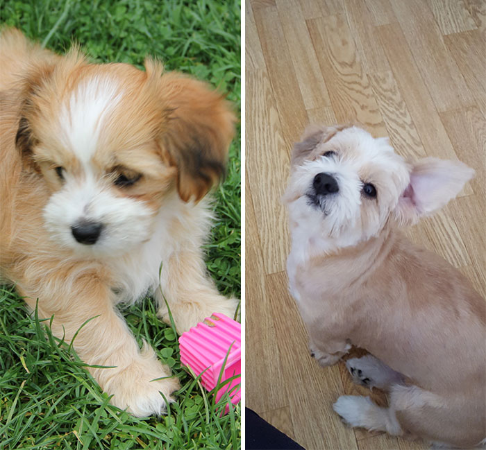 My Dog Bennie The Day I Adopted Him And Almost 8 Years Later