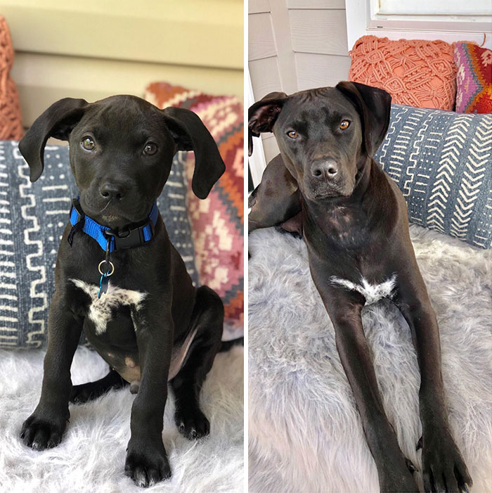 From 8 Weeks To 1 Year. Just Look At Those Legs