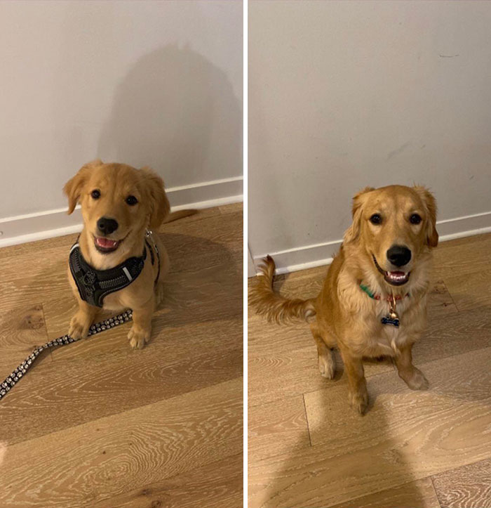 Junior My Golden Lab Pupper. From 2 And 1/2 Months To 6 Months