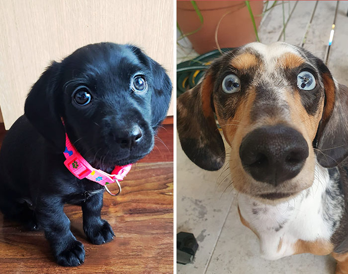 30 Of The Best Dog Photos Submitted For The #PrettyEyesChallenge