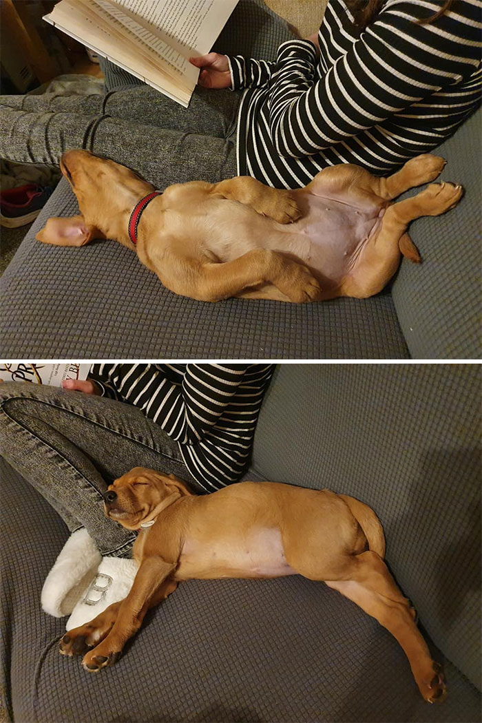 30 Times People Busted Their Dogs Having A Nap In The Funniest Positions And Shared The Pics For #SleepingDogChallenge