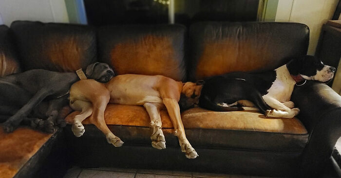Dogs-Sleeping-Funny
