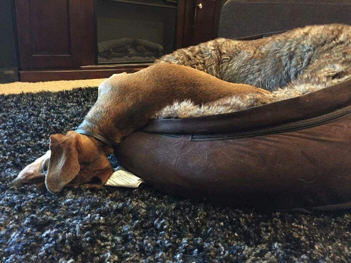 Dogs-Sleeping-Funny