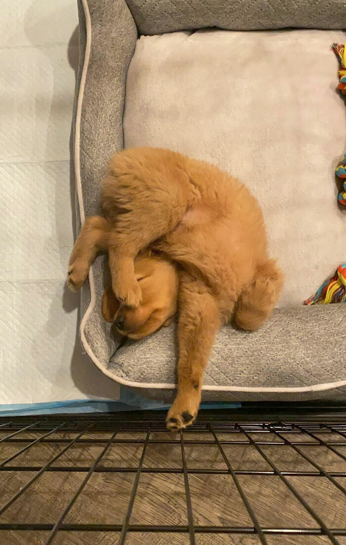 30 Times People Busted Their Dogs Having A Nap In The Funniest Positions And Shared The Pics For #SleepingDogChallenge