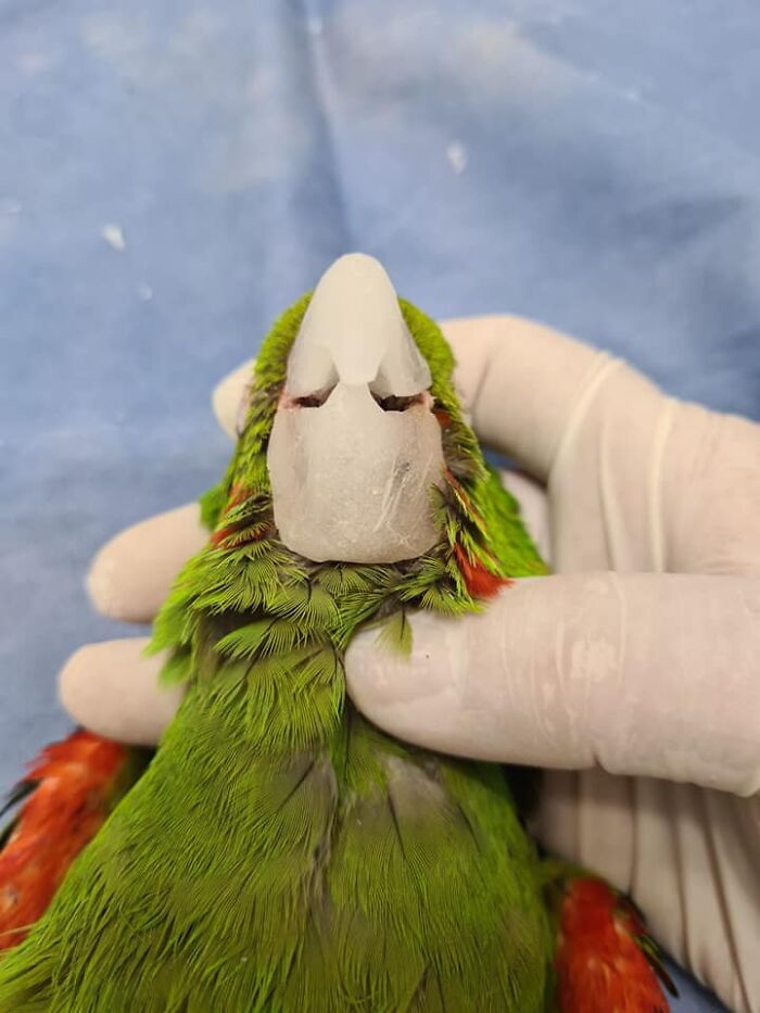 Parrot Gets A Brand New Beak After Being Rescued In A Horrible Condition
