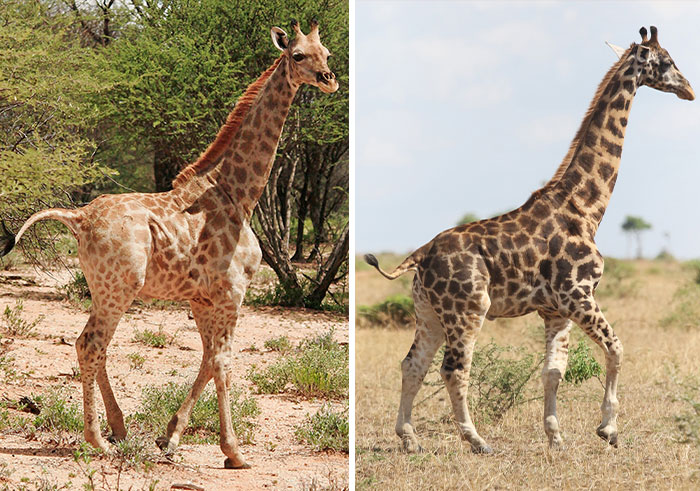 For The First Time Ever, Scientists Discover Dwarf Giraffes Standing At Just 9 Ft In Namibia And Uganda