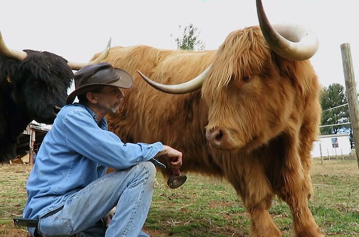 'If You're Being Poked, It's Intentional': Farmer's Video Where He Grooms A Long-Horned Scottish Highland Cow Goes Viral