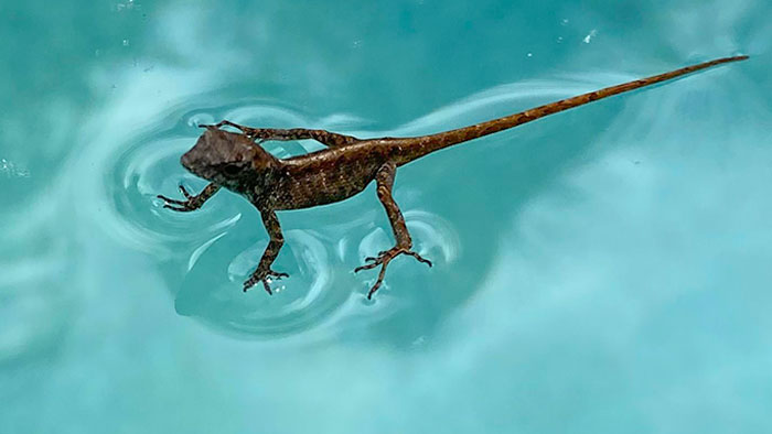 Esta lagartija que encontré "parada" en el agua de mi piscina