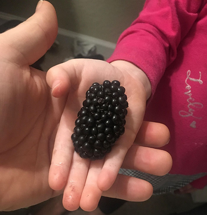 Daughter Found The Largest Blackberry I’ve Ever Seen