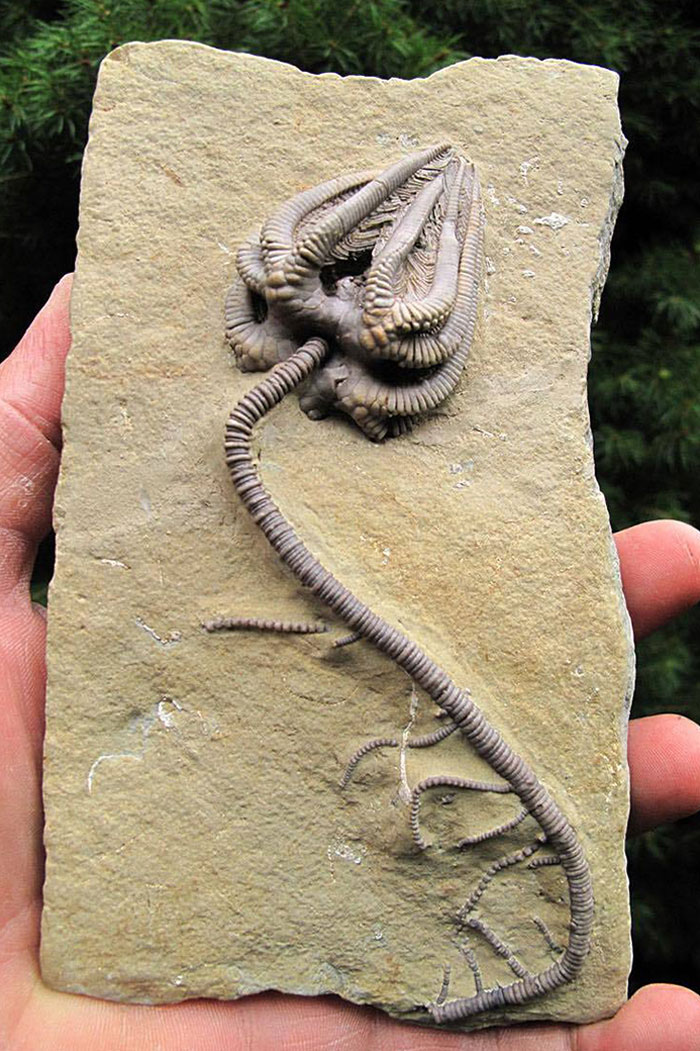 An Incredibly Intact Crinoid Specimen Fossil Dating Back To About 345 Million Years Ago