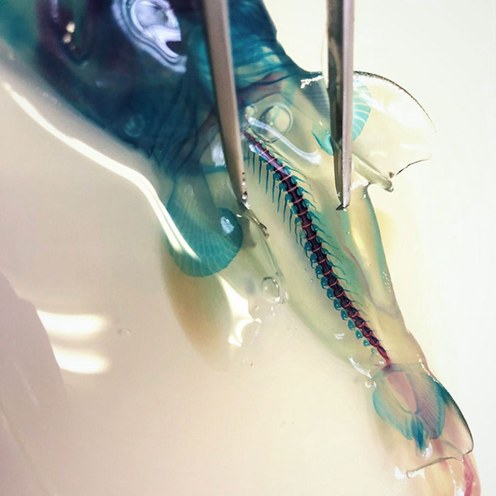 The Spinal Column Of A Transparent Shark Fetus