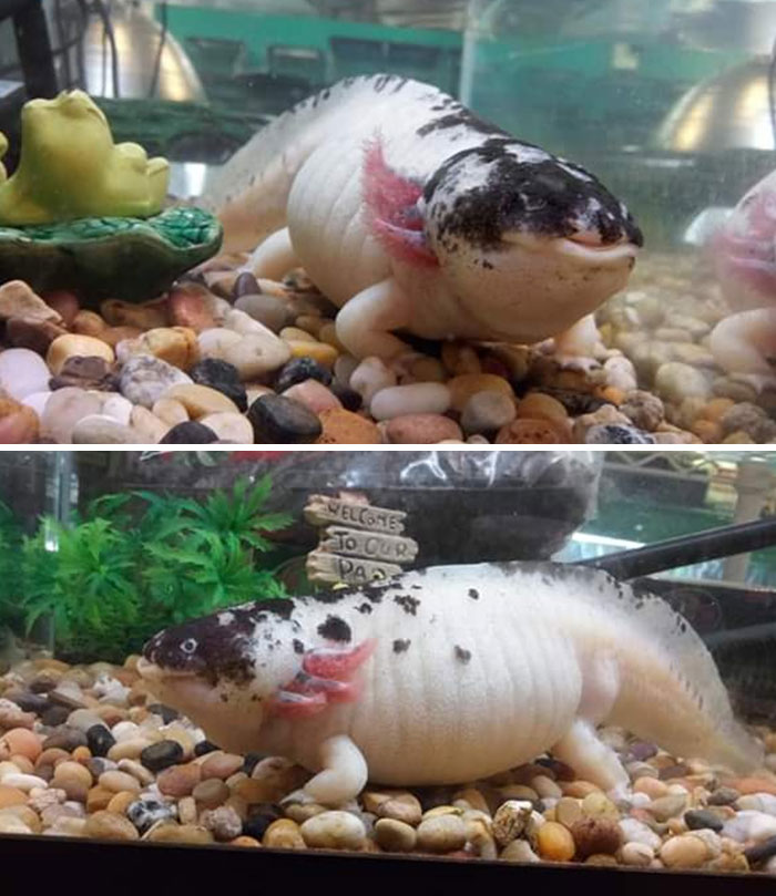 In Case Y'all Have Never Seen An Obese Axolotl Before
