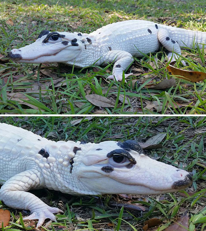 Just When You Thought You’d Seen Everything - Here’s Snowball, An Extremely Rare Leucistic Alligator